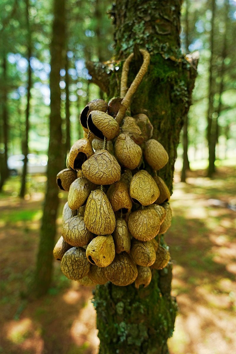 Handmade Panji Seed Shaker | Hand Bell